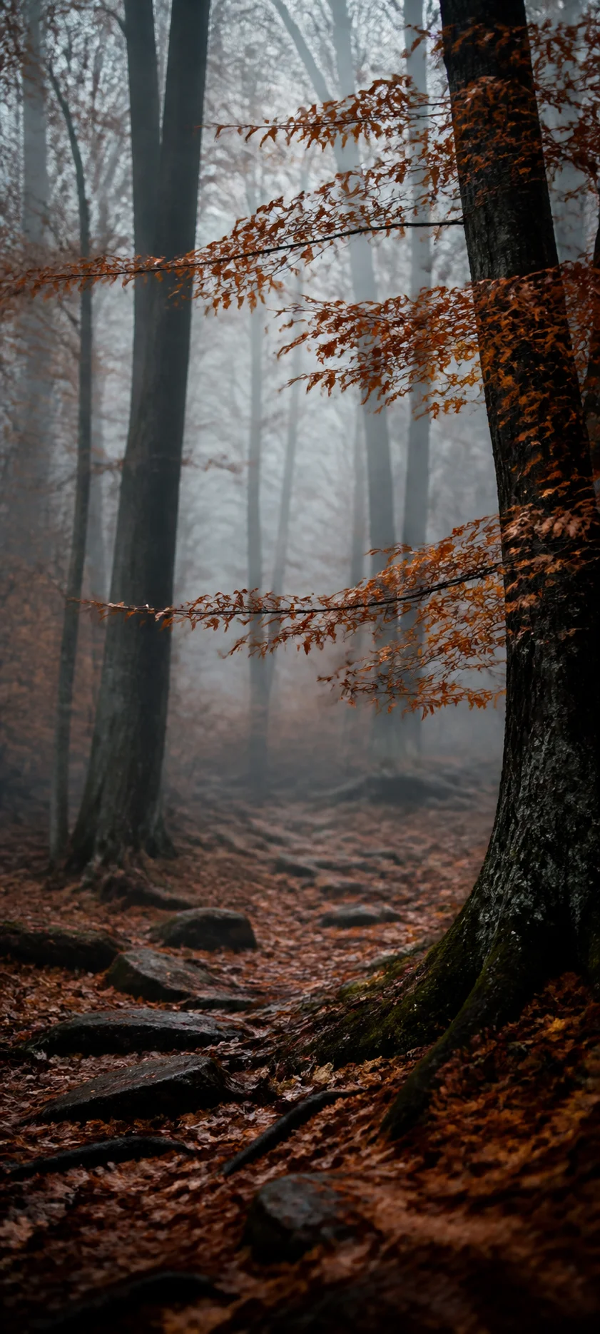 Editorial Detail Foggy October