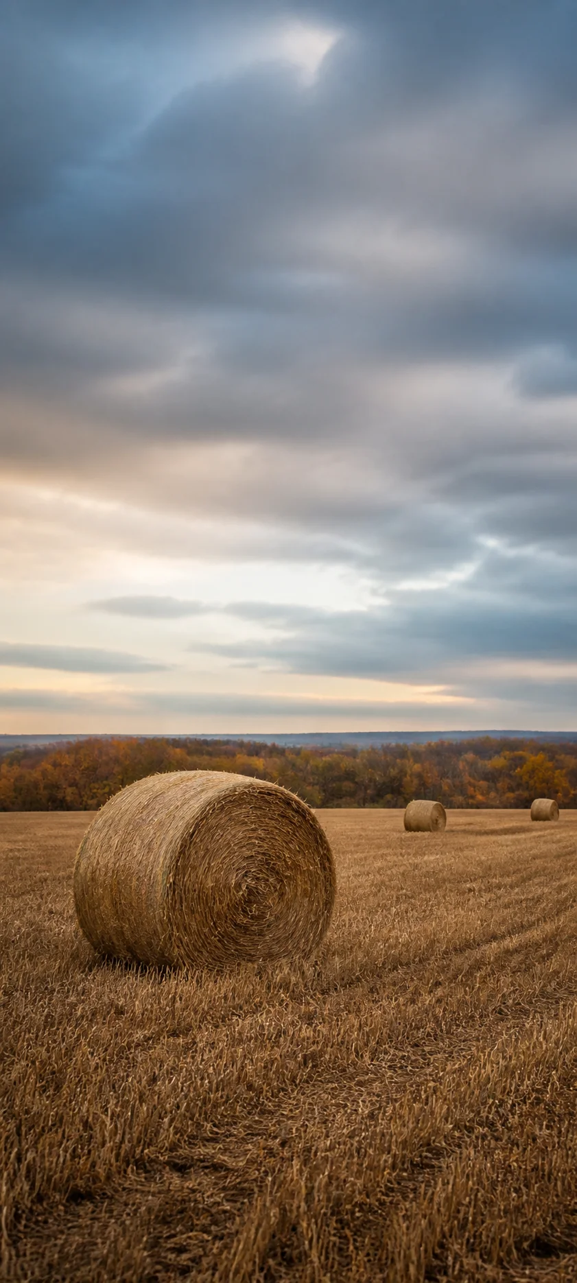 Minimal Luxe Harvest Field