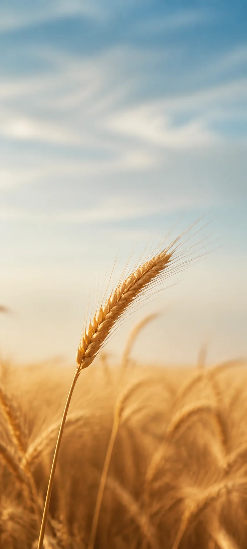 Minimal Luxe Late Summer Wheat