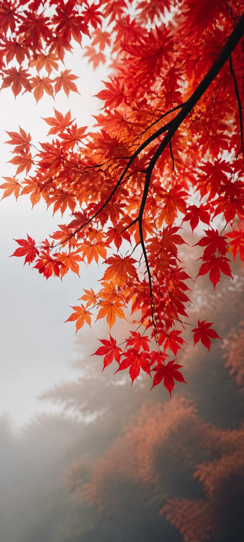 Minimal Luxe Maple Canopy