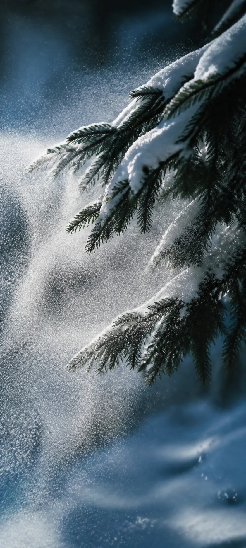 Editorial Detail Snowy Forest Wind
