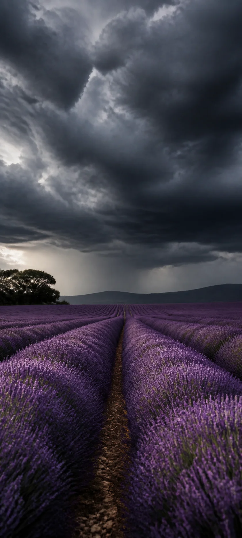 Editorial Detail Storm Over Lavender