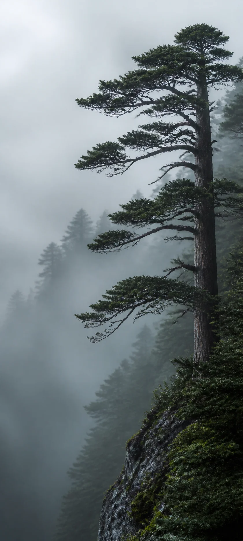 Minimal Luxe Forest Fog