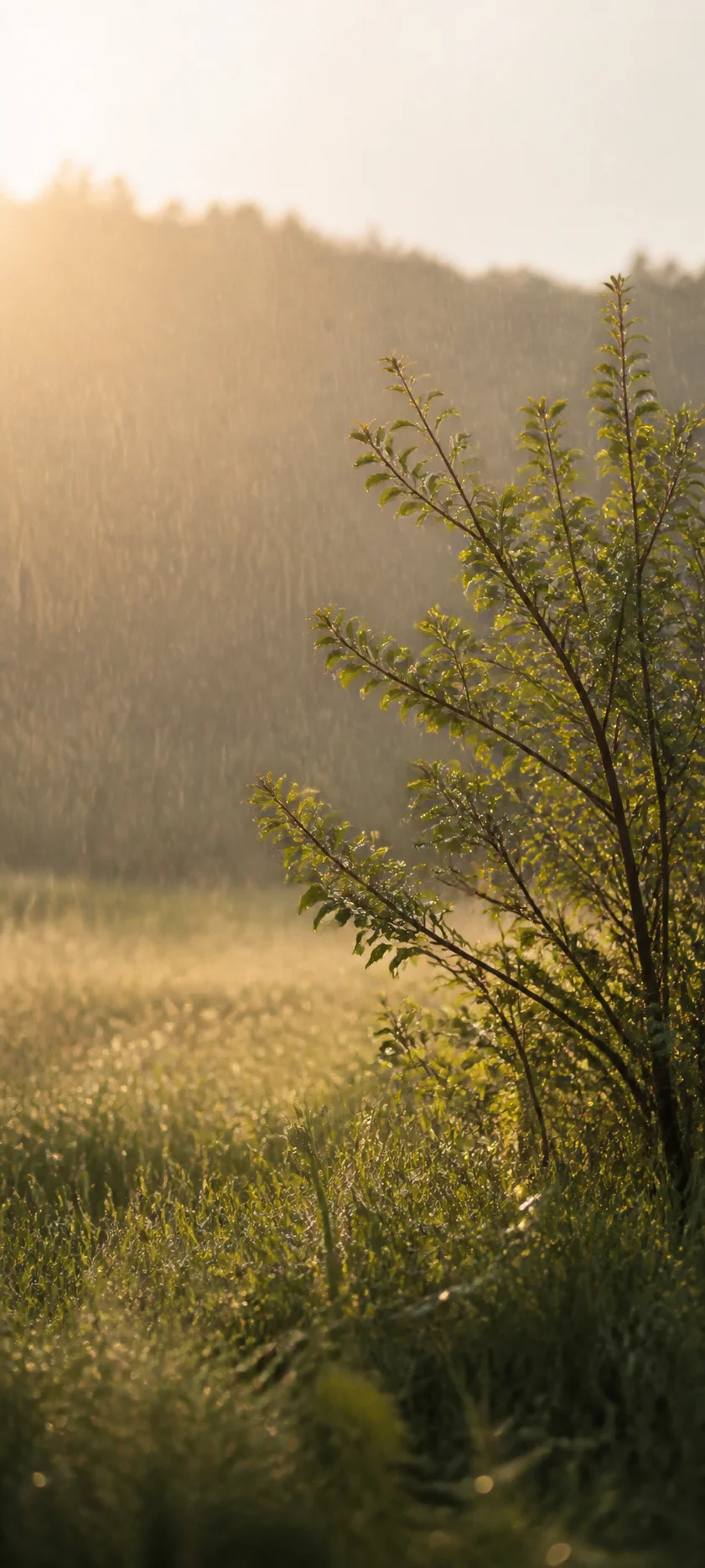 Minimal Luxe Golden Rain Shower