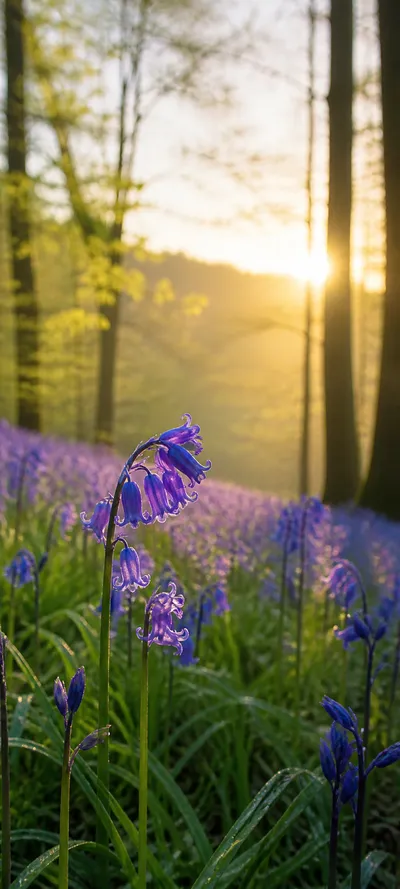 Bluebell Golden Habitat