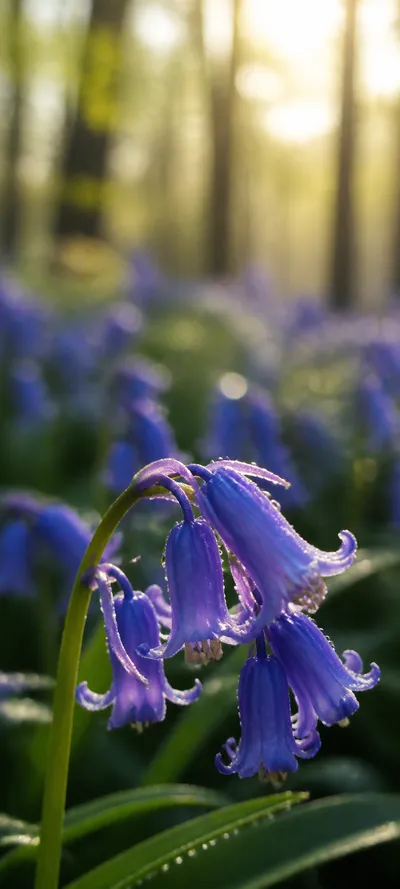 Dew Kissed Bluebell Macro
