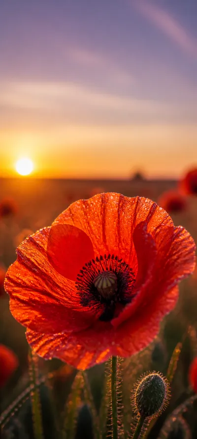 Dew Kissed Red Poppy Macro