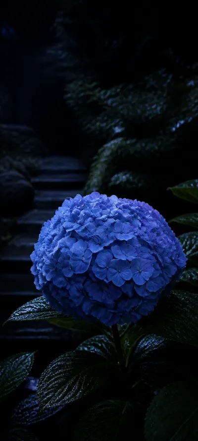 Moonlit Blue Hydrangea