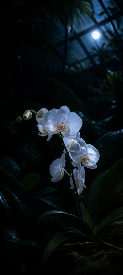 Moonlit White Orchid