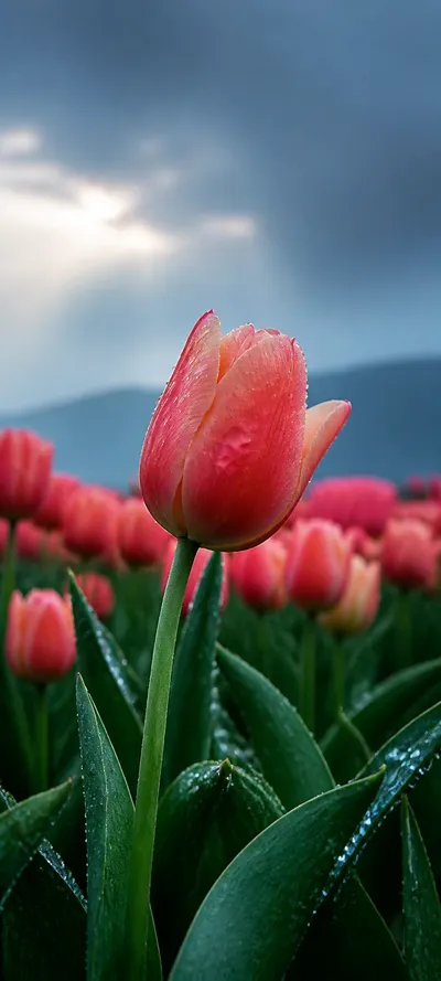 Tulip After Rain