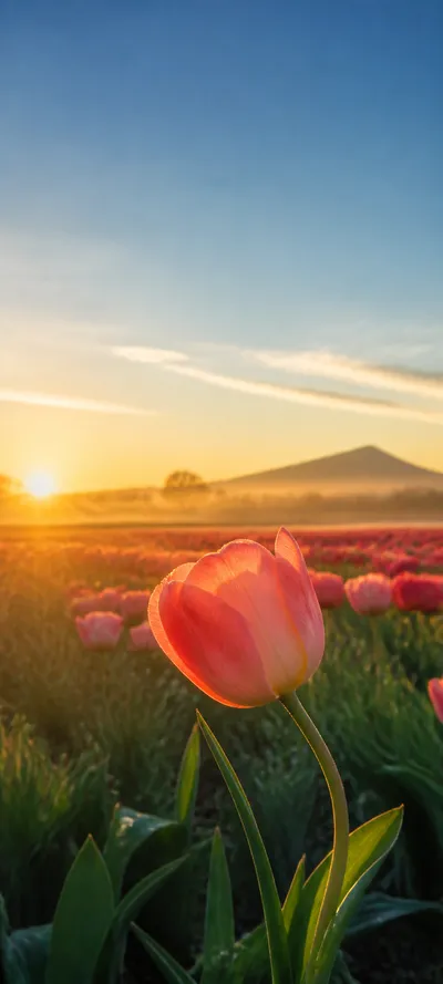 Tulip Golden Habitat