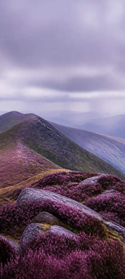 Purple Heather Highlands
