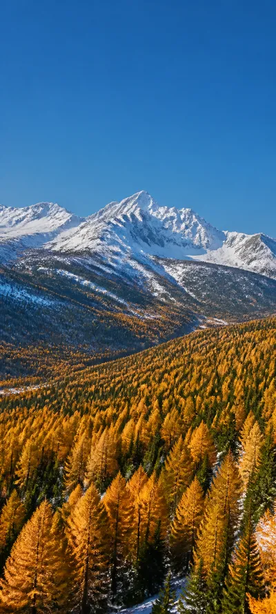 Sea Of Larches