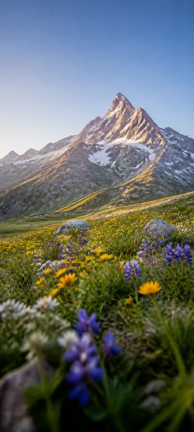 Wildflower Peak Meadow