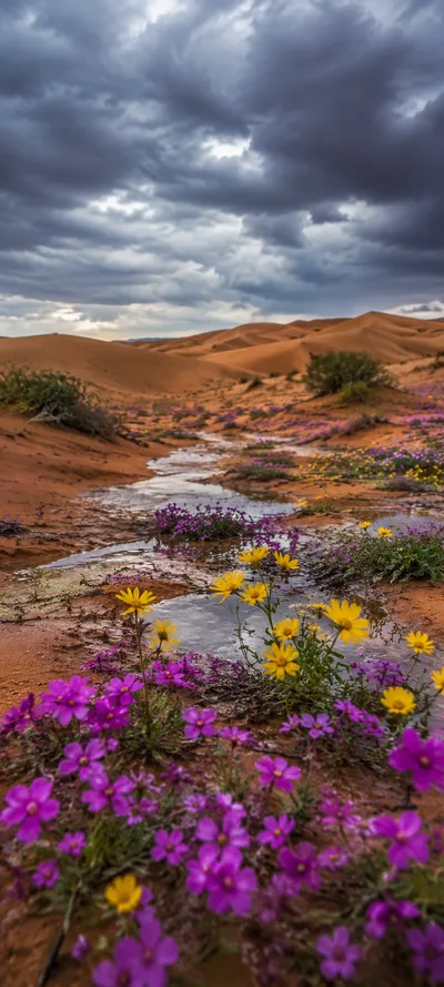 Desert Wildflower Oasis