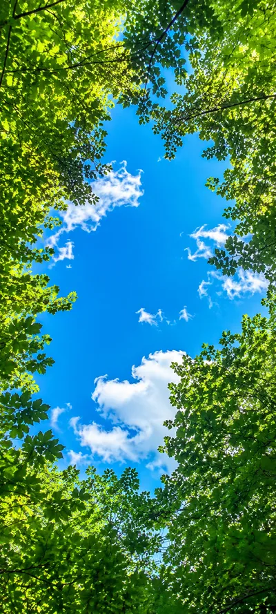 Forest Canopy Sky View