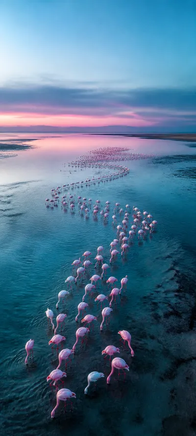 Blue Hour Flamingo Pattern