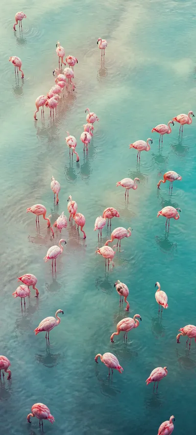Editorial Detail Flamingo Pattern