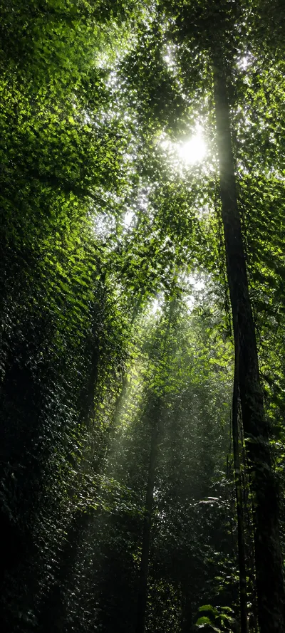 Editorial Detail Forest Canopy
