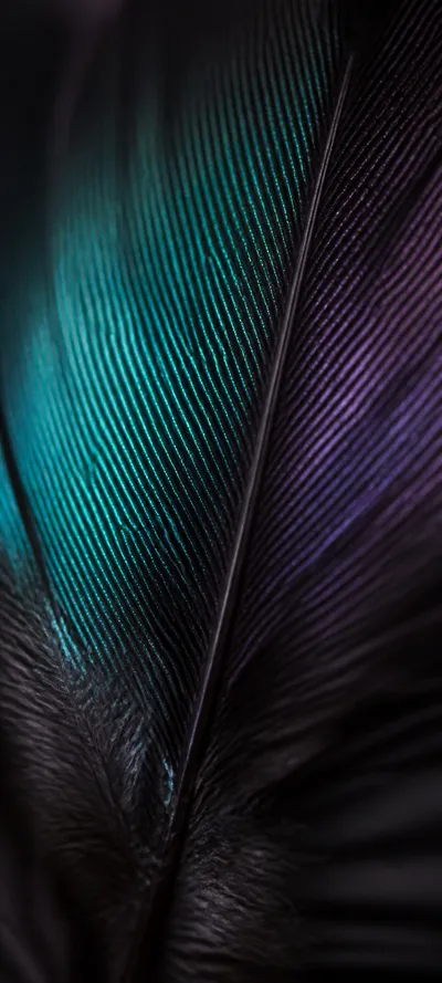 Editorial Detail Macro Feather