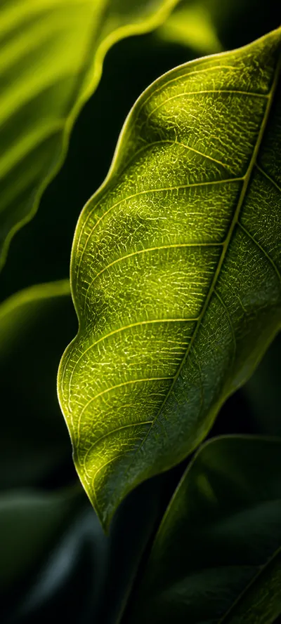 Editorial Detail Macro Leaf Veins