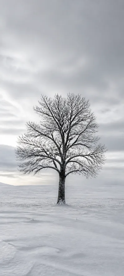 Editorial Detail Snow Minimalism