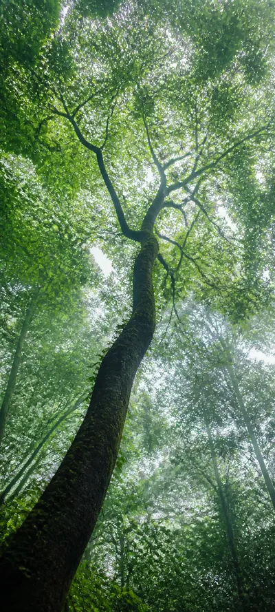 Minimal Luxe Forest Canopy