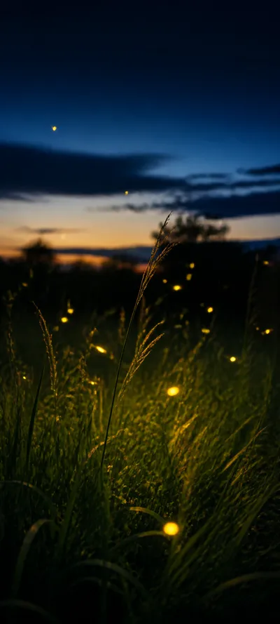 Blue Hour Firefly Evening