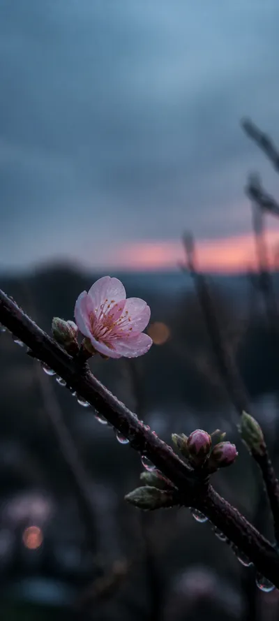 Blue Hour First Spring Blossom