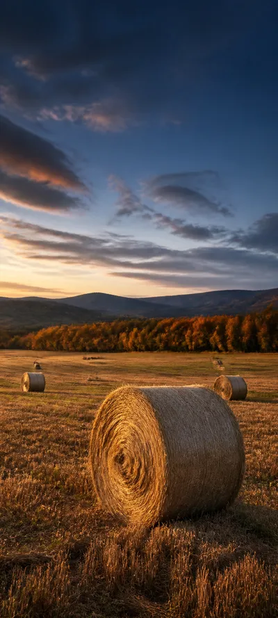 Blue Hour Harvest Field