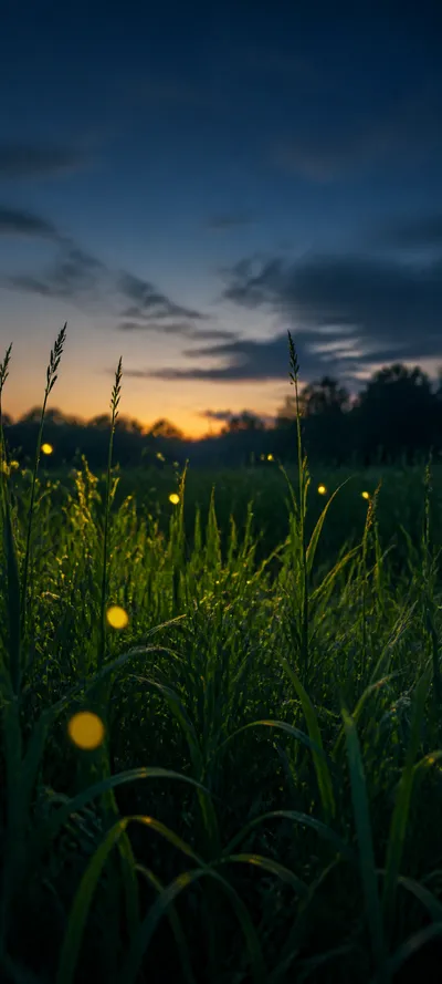 Cinematic Dawn Firefly Evening