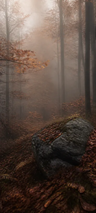 Cinematic Dawn Foggy October