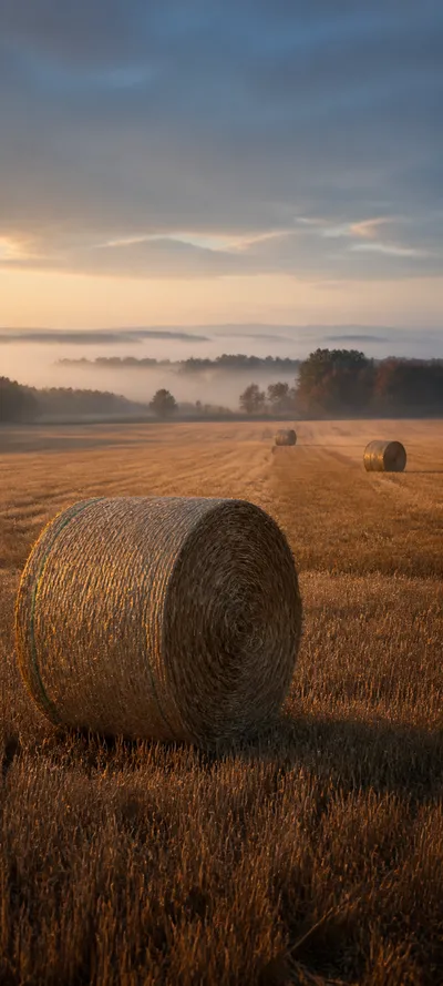 Cinematic Dawn Harvest Field