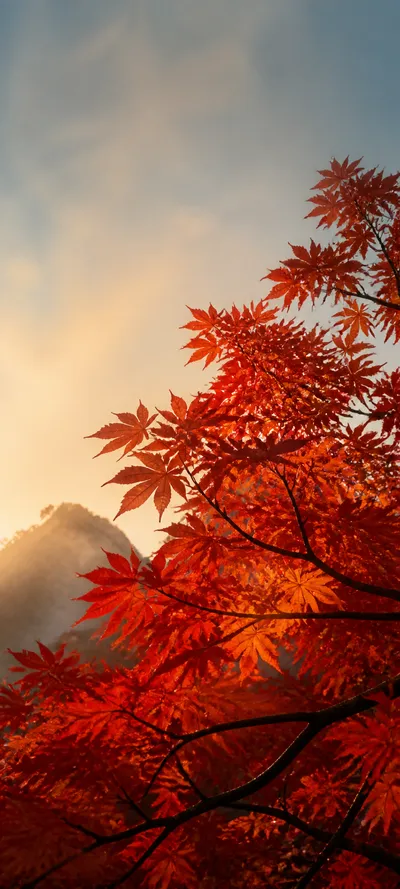 Cinematic Dawn Maple Canopy