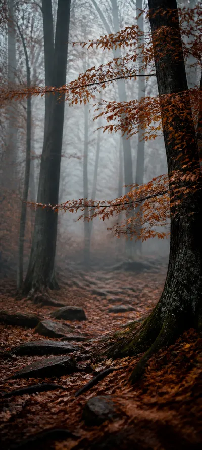 Editorial Detail Foggy October