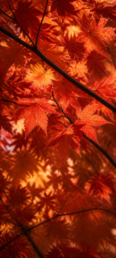 Editorial Detail Maple Canopy