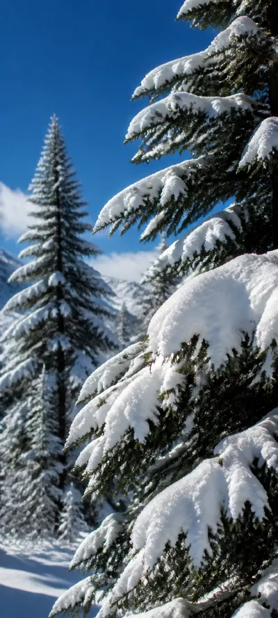 Editorial Detail Winter Pines
