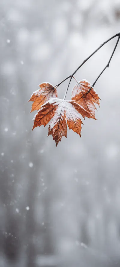 Minimal Luxe First Snow