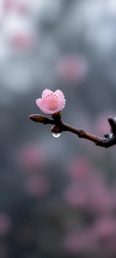 Minimal Luxe First Spring Blossom