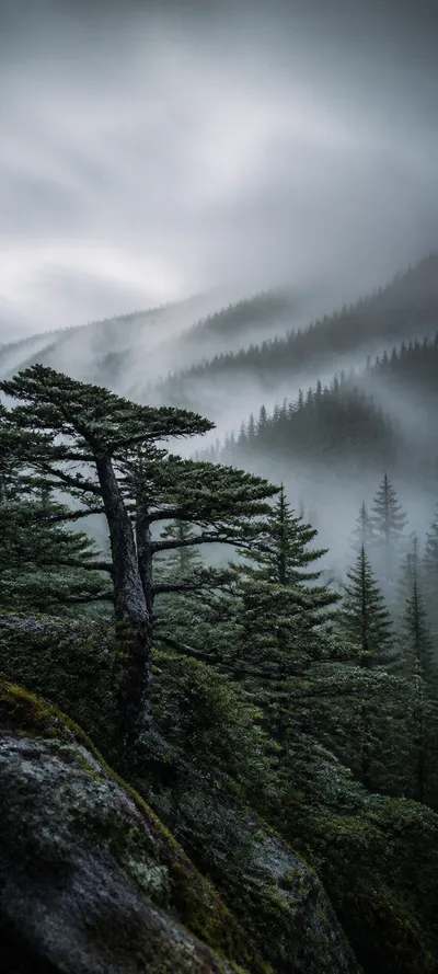 Cinematic Dawn Forest Fog