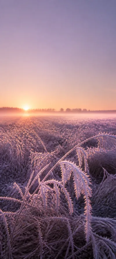 Cinematic Dawn Frosted Sunrise