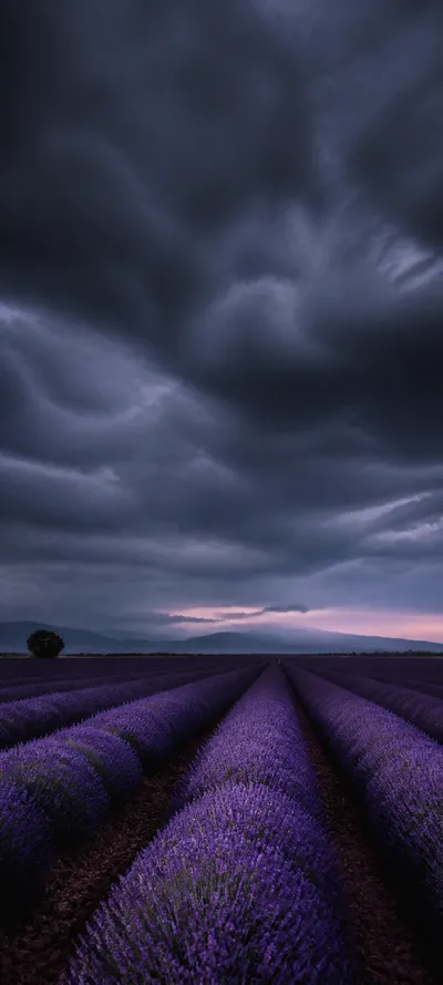 Cinematic Dawn Storm Over Lavender