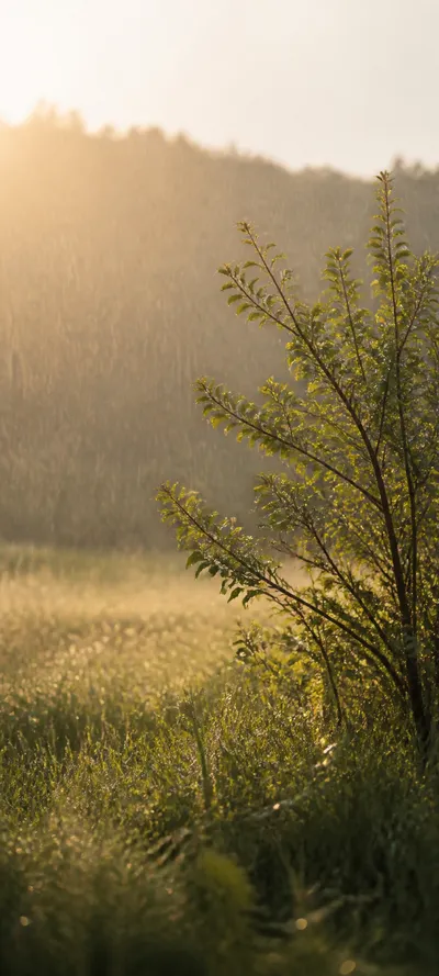 Minimal Luxe Golden Rain Shower